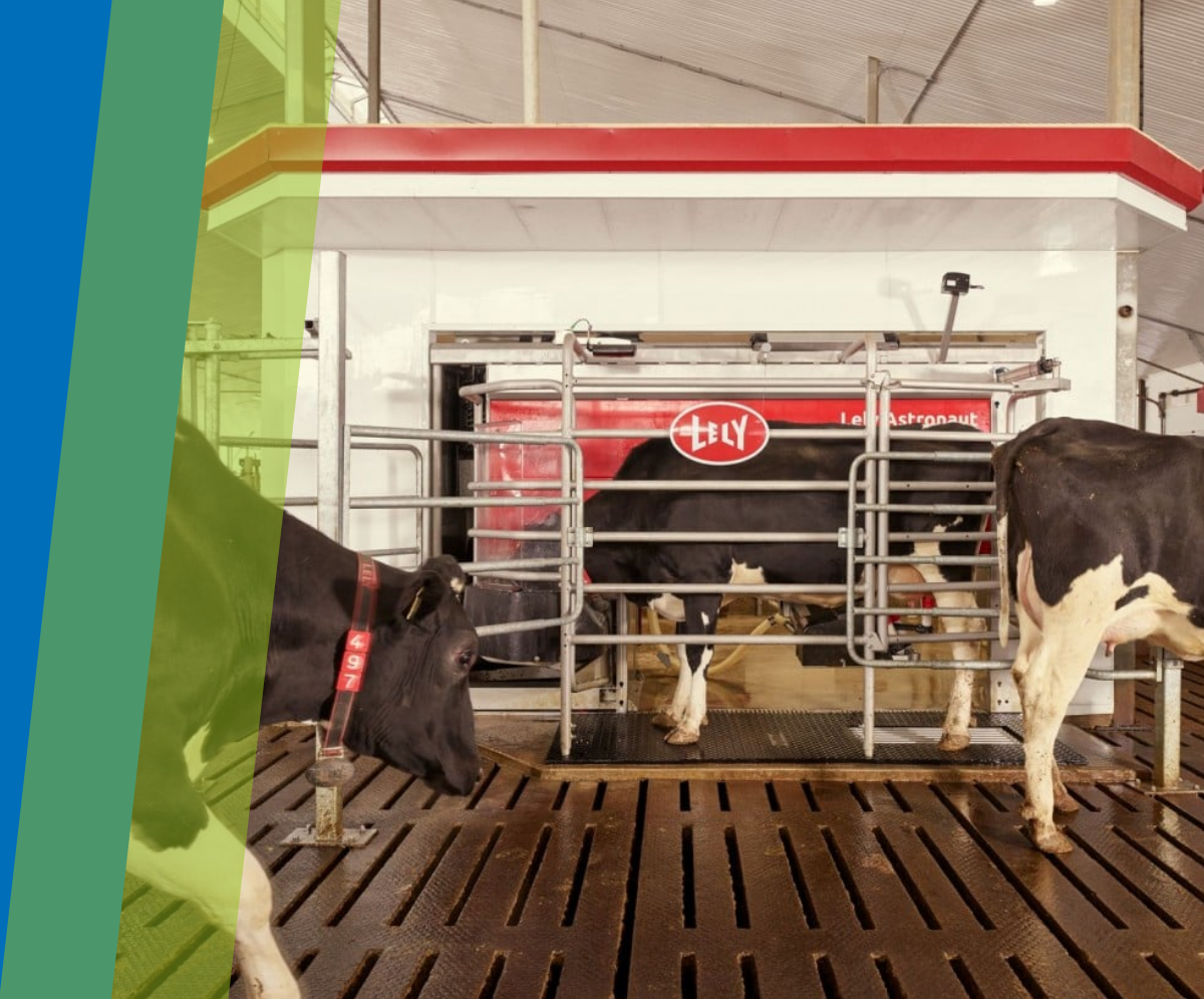 Robot per la mungitura