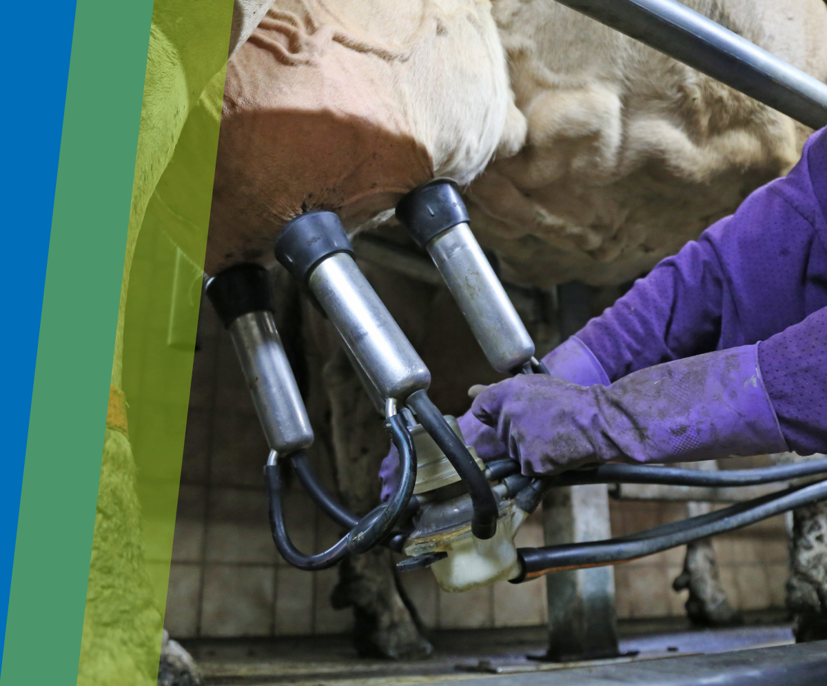 PRODOTTI NECESSARI IN UNA SALA DI MUNGITURA